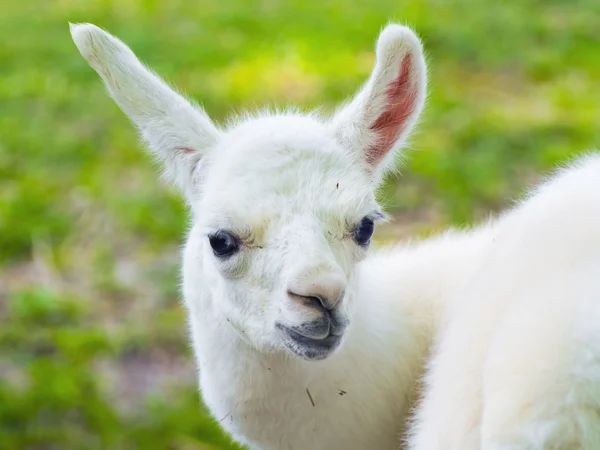 Lama (Lama glama) dítě — Stock fotografie