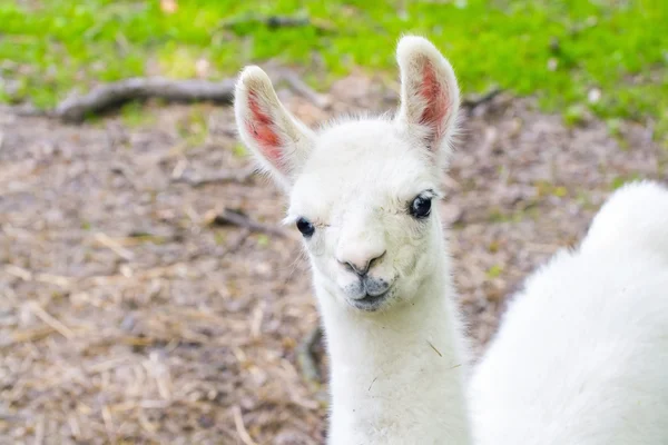 Lama (Lama glama) dítě — Stock fotografie