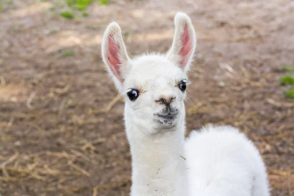 Lamadjur (Lama glama) baby — Stockfoto