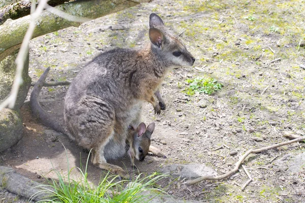 Tammarwallabie (Macropus eugenii) met baby — Stockfoto