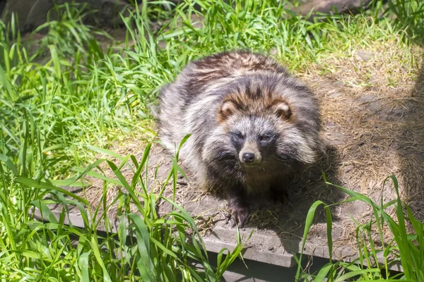 Wasbeerhond (nyctereutes procyonoides) — Stockfoto