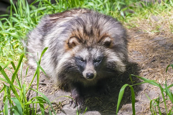 Raccoon dog (Nyctereutes procyonoides) — Stock Photo, Image