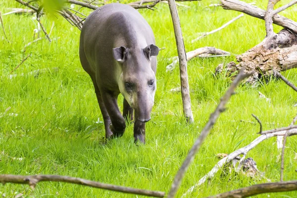 Tapirus terrestris (Tapirus terrestris) ) — Stok Foto