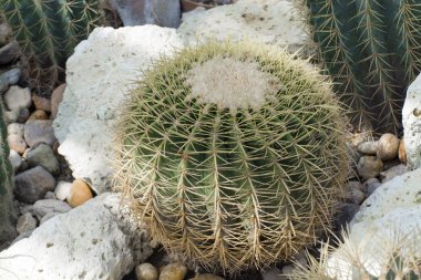 Çene kaktüs (Gymnocalycium sp.)