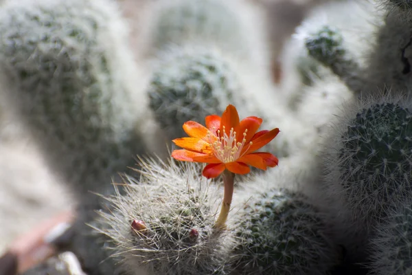 선인장 (Aylostera gibbulosa) — 스톡 사진