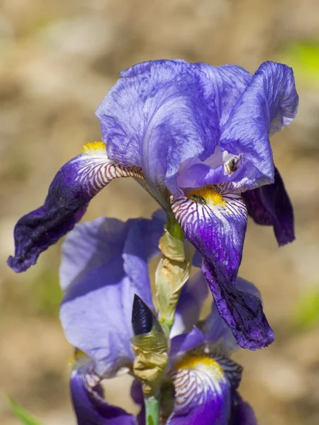 Kosaciec niemiecki (Iris germanica) — Zdjęcie stockowe