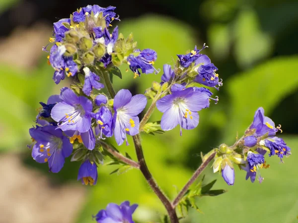 Jacob's-ladder (Polemonium caeruleum) — Stock Photo, Image