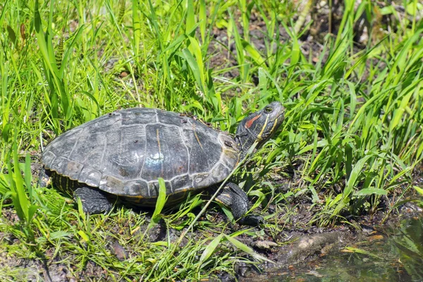 Jezdec s červenými oušky (Trachemys scripta elegans) — Stock fotografie