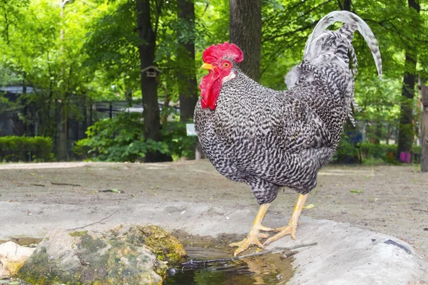 Nakrapiane kogut (Gallus domesticus) — Zdjęcie stockowe