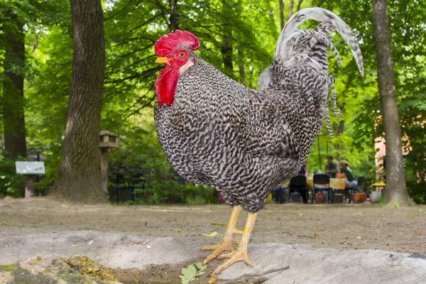 Speckled cock (Gallus domesticus) — Stock Photo, Image