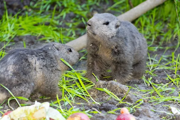 Alp dağ sıçanı (Marmota marmota) — Stok fotoğraf