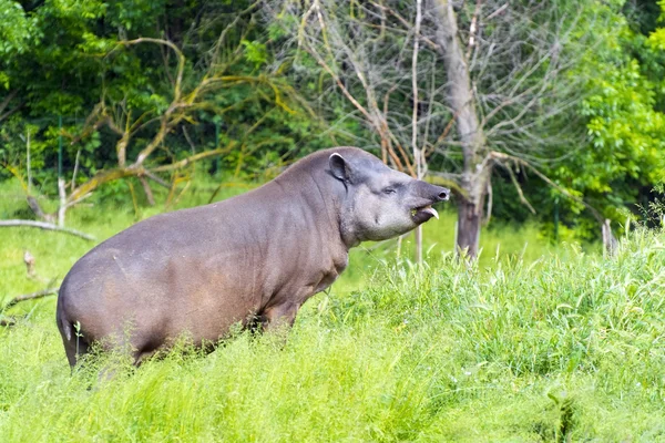 Alföldi tapír (tapirus terrestris) — Stock Fotó