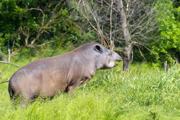 Tapir des basses terres (Tapirus terrestris) ) — Photo