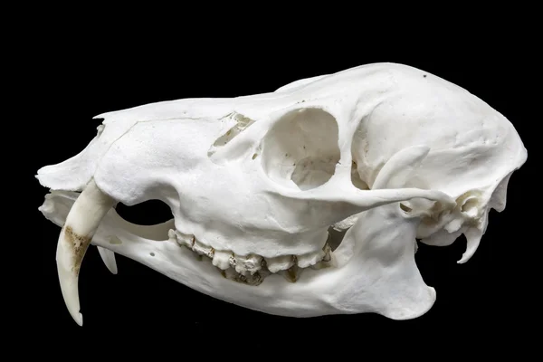 Cráneo de un ciervo de agua chino —  Fotos de Stock