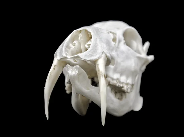 Cráneo de un ciervo de agua chino —  Fotos de Stock