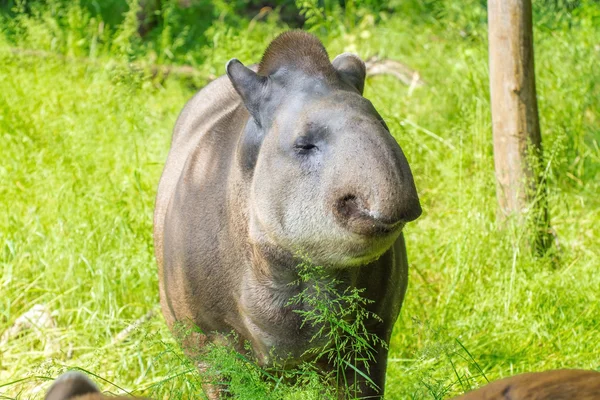 Låglänta tapir (tapirus terrestris) — Stockfoto