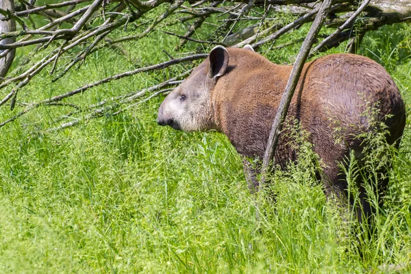 Lowland tapir (Tapirus terrestris) — Stock Photo, Image