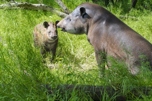 Lowland tapir (Tapirus terrestris) — Stock Photo, Image