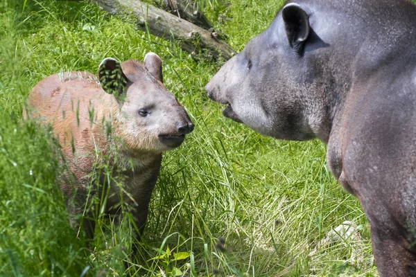 Tambor-da-planície (Tapirus terrestris ) — Fotografia de Stock