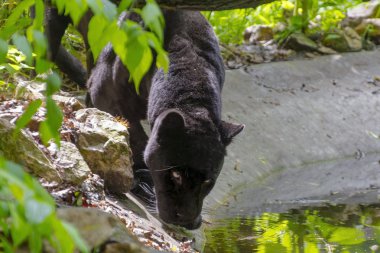 Siyah jaguar (Panthera onca)