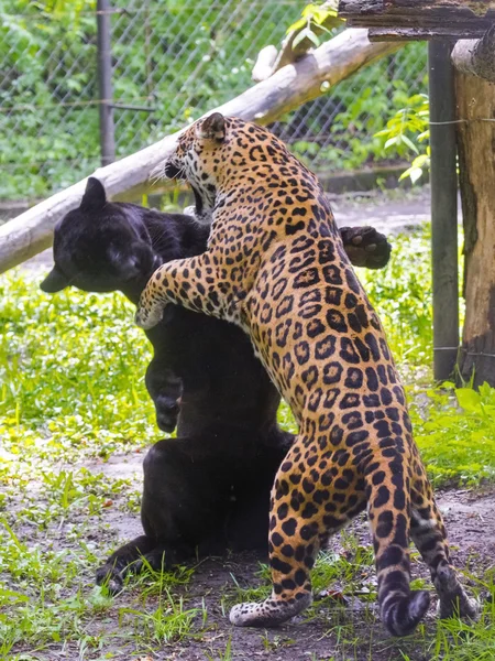 Jaguar (Panthera onca) luta livre — Fotografia de Stock