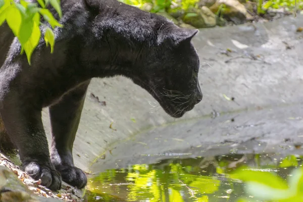 Black jaguar (Panthera onca) — Stock Photo, Image