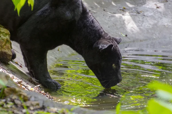 Jaguar preto (Panthera onca ) — Fotografia de Stock