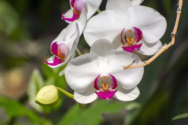 Fiori bianchi di orchidea della falena (Phalaenopsis sp. .) — Foto Stock