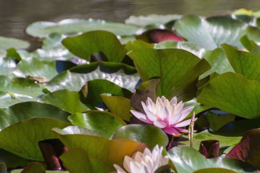 Hint Lotusu (Nelumbo nucifera)