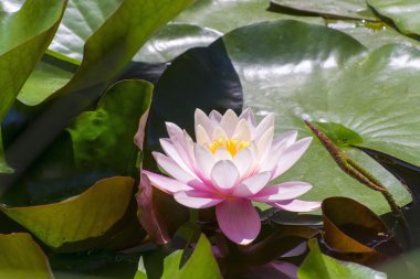 Hint Lotusu (Nelumbo nucifera)