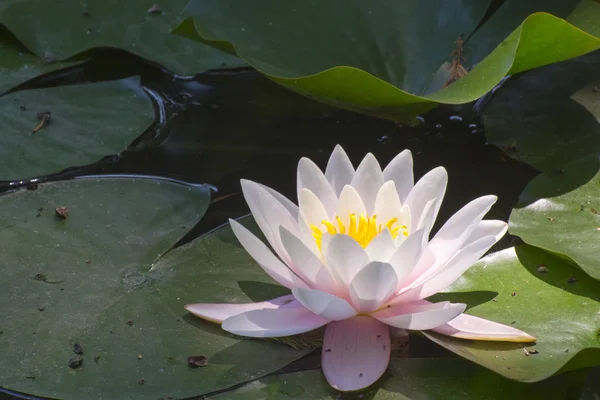 Loto indiano (Nelumbo nucifera) — Foto Stock