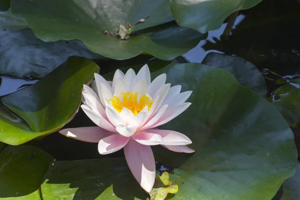 Indian lotus (Nelumbo nucifera) — Stock Photo, Image