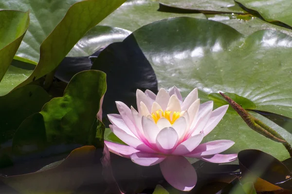 Loto indiano (Nelumbo nucifera) — Foto Stock