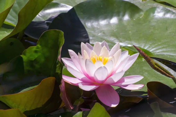 Loto indiano (Nelumbo nucifera) — Foto Stock