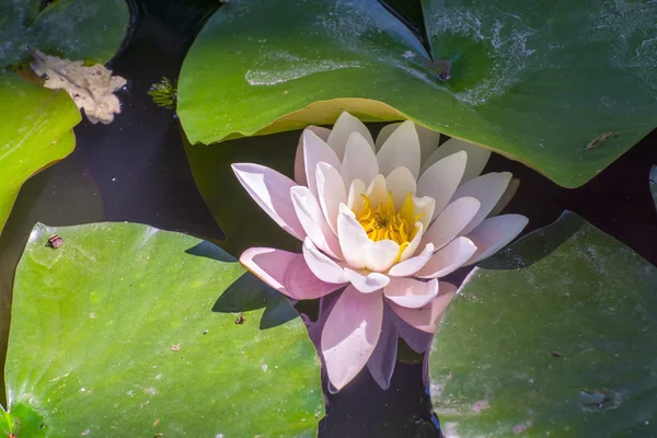 Indian lotus (Nelumbo nucifera) — Stock Photo, Image