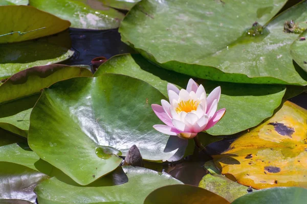 Lótus indiano (Nelumbo nucifera) — Fotografia de Stock