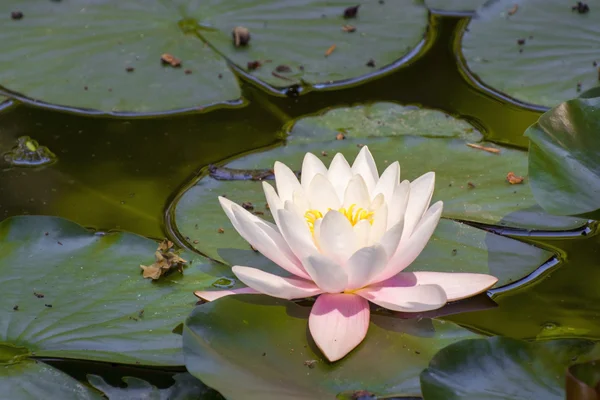 Loto indiano (Nelumbo nucifera) — Foto Stock