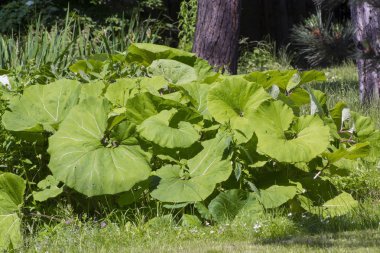 Ortak palamut (Petasites hybridus)