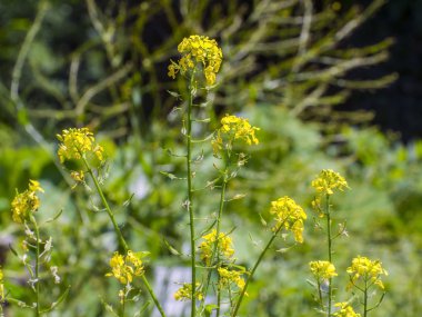 Beyaz hardal (sinapis alba)