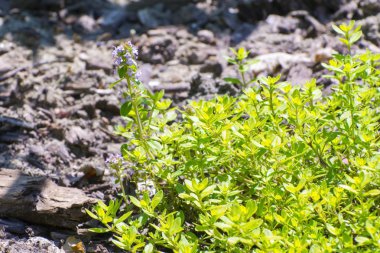 Bahçe kekik (Thymus Vulgaris)