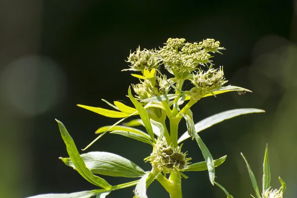 Lavas (Levisticum officinale) — Stockfoto