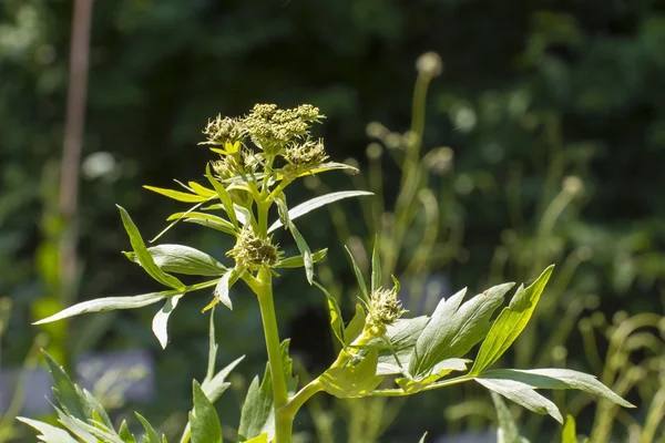 Lubczyk (Levisticum officinale) — Zdjęcie stockowe