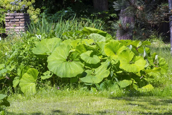 Butterbur comum (Petasites hybridus ) — Fotografia de Stock