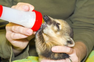 Güney Amerika coati (Nasua nasua) bebek