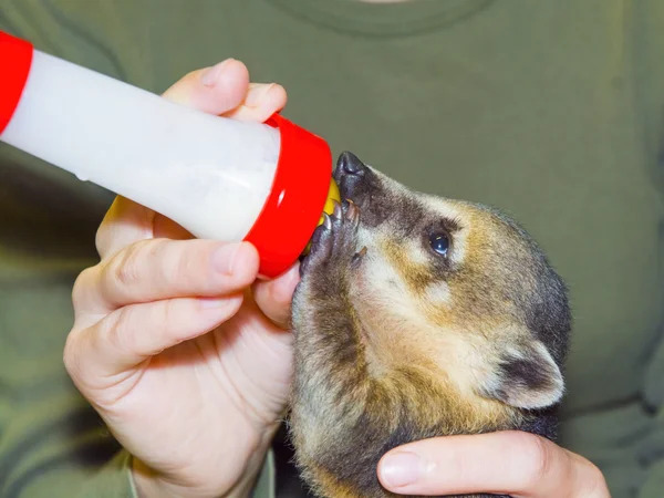 Zuid-Amerikaanse coati (Nasua nasua) baby — Stockfoto