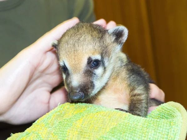 Coati sudamericano (Nasua nasua) bebé —  Fotos de Stock