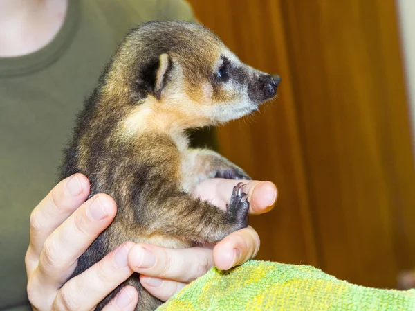 Zuid-Amerikaanse coati (Nasua nasua) baby — Stockfoto