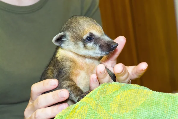 Coati sul-americano (Nasua nasua) bebê — Fotografia de Stock