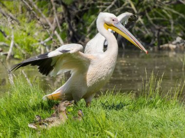 Büyük beyaz pelikan (Pelecanus onocrotalus)