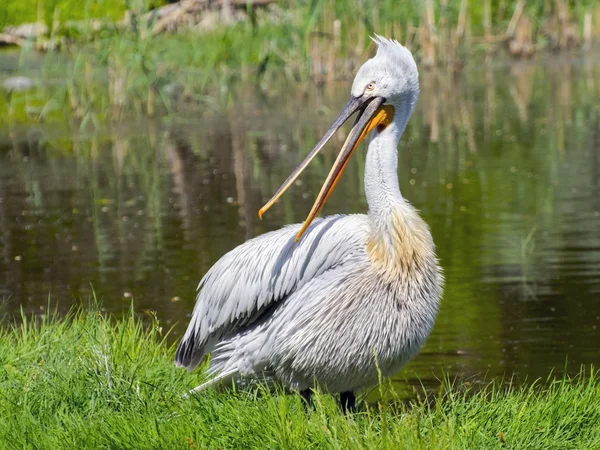 Dalmatský pelyněk (Pelecanus crispus) — Stock fotografie